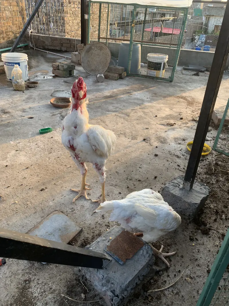 Aseel Shamo Breeder Pair — photo 5