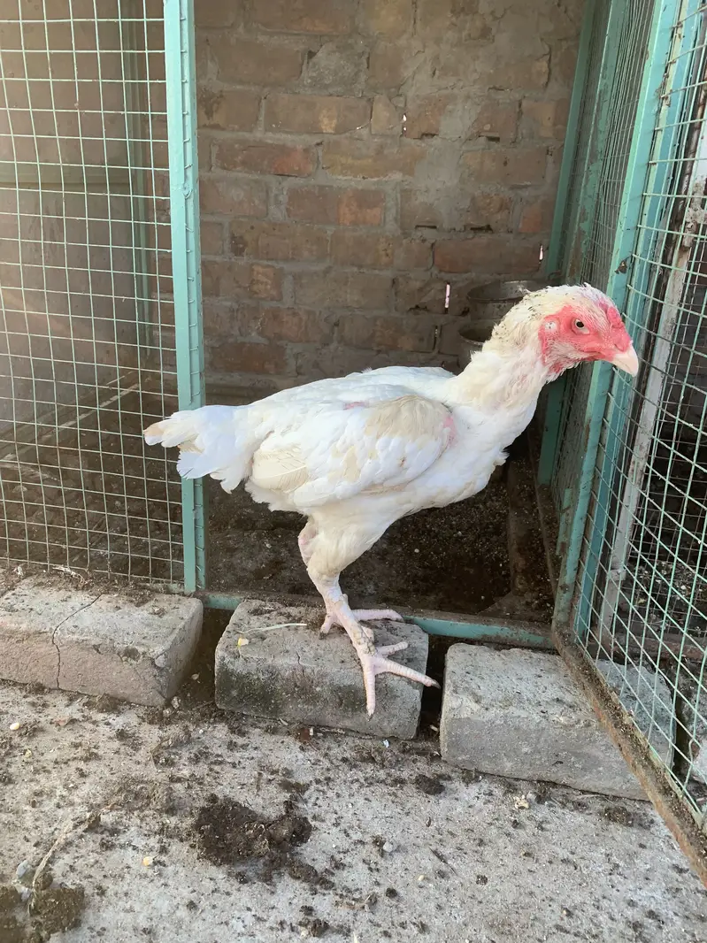 Aseel Shamo Breeder Pair — photo 6