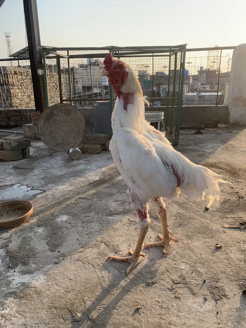 Aseel Shamo Breeder Pair — photo 7