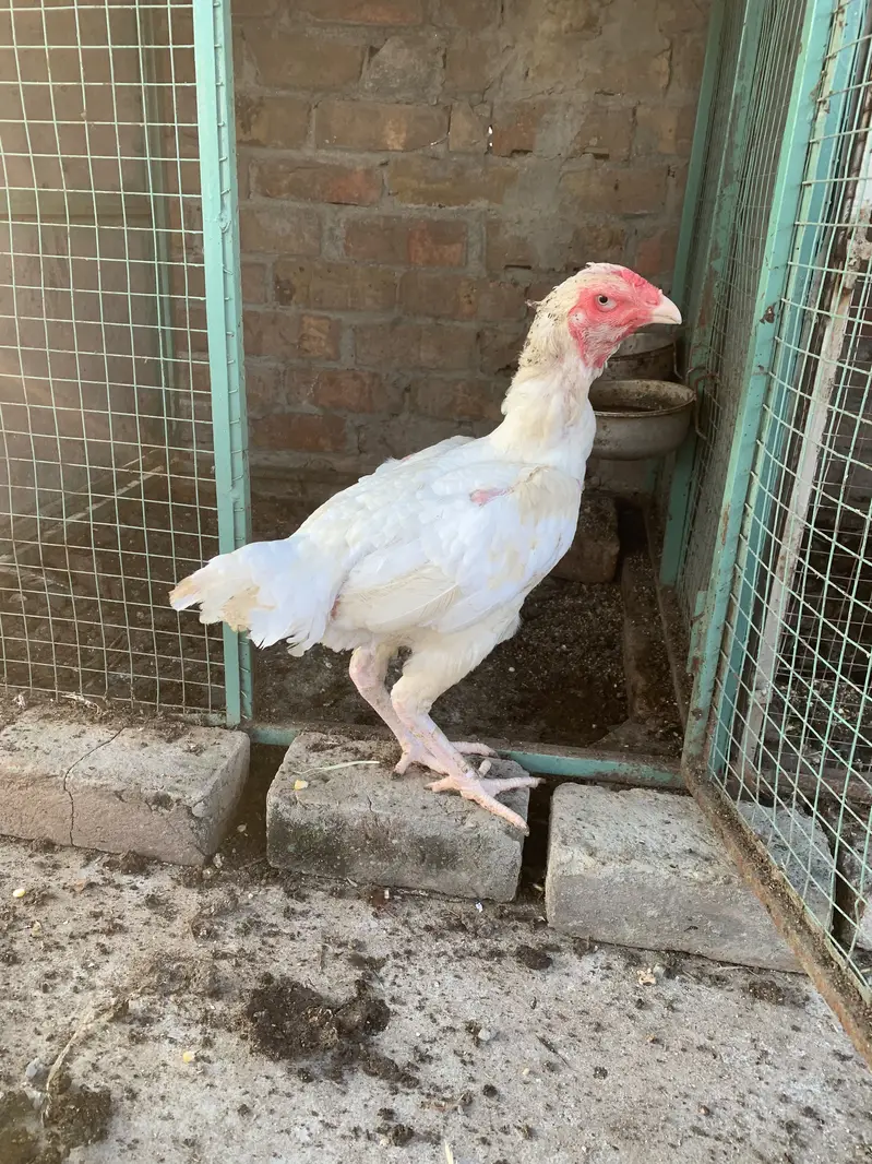Aseel Shamo Breeder Pair — photo 8