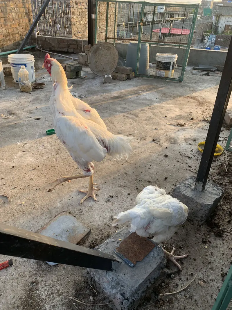 Aseel Shamo Breeder Pair — photo 9