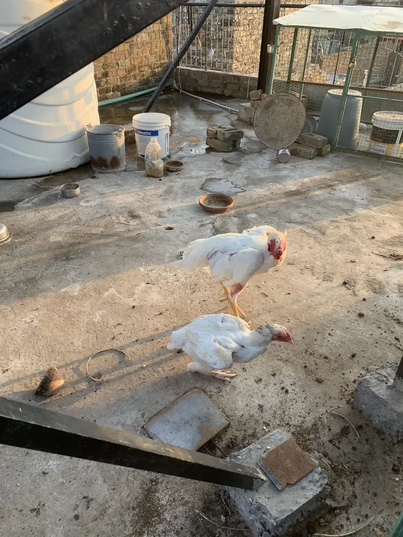Aseel Shamo Breeder Pair — photo 10