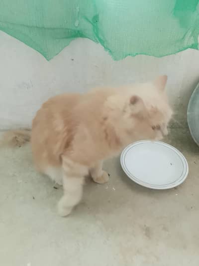 Persian Cat for Sale