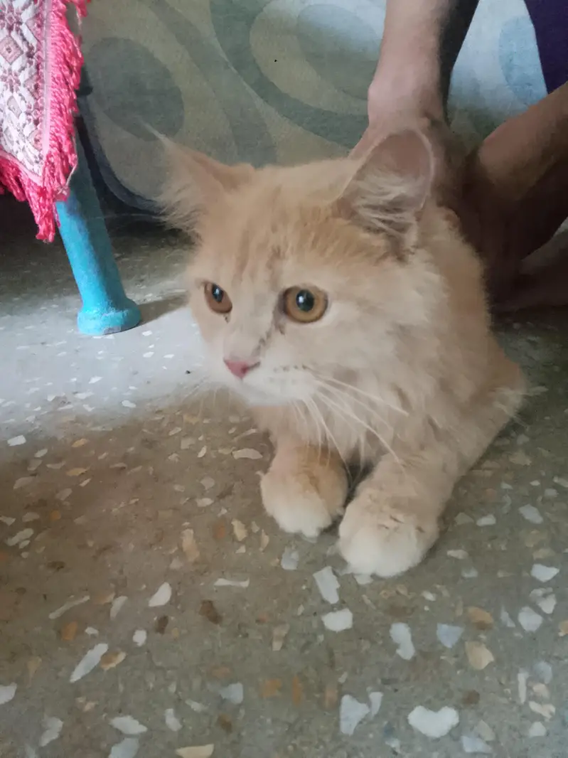 Persian Cat for Sale — photo 2