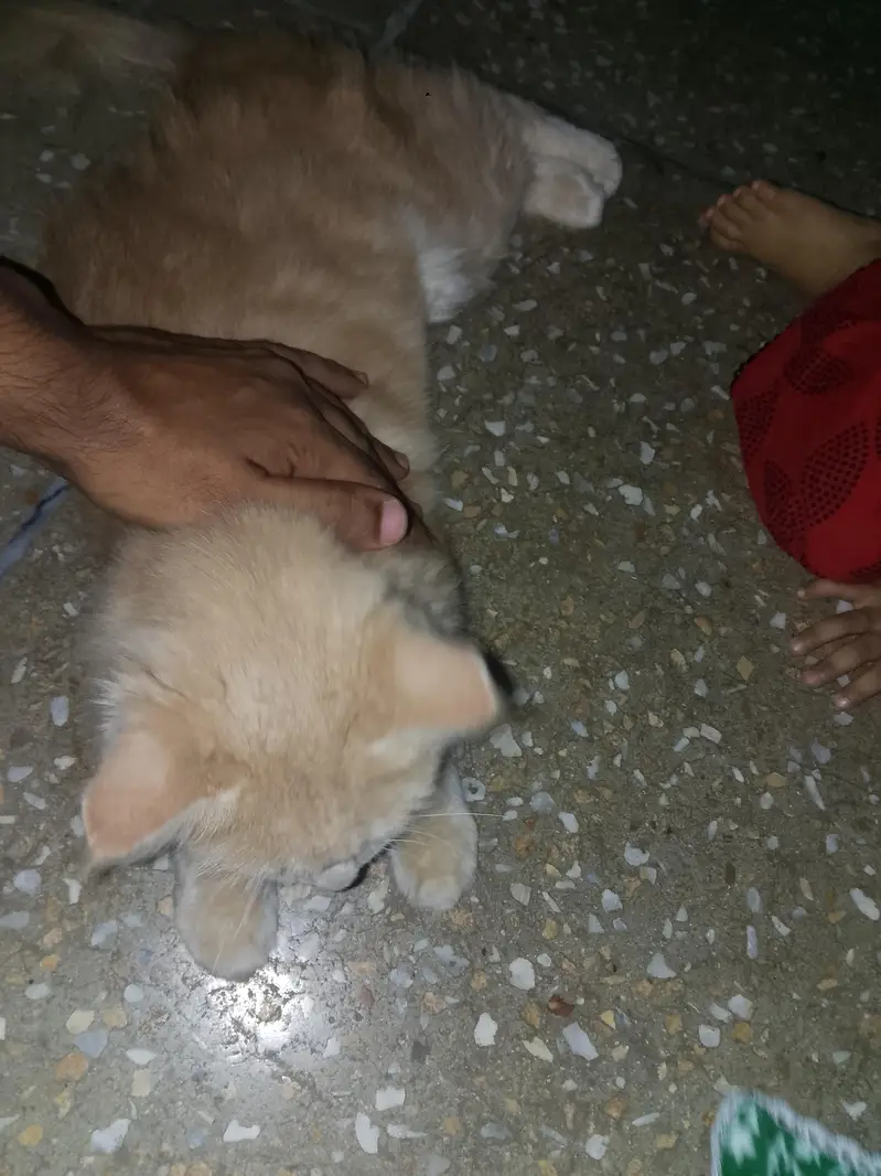 Persian Cat for Sale — photo 3
