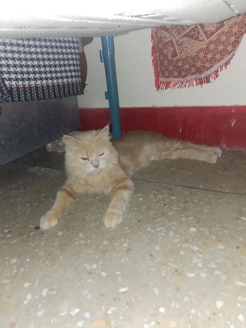 Persian Cat for Sale — photo 4