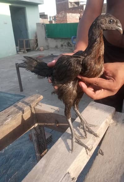 gamer thai dragon pathay only olx messege