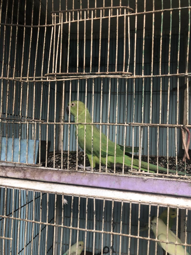 Parrots 0
