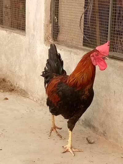 Cock . . Murgha. . . Cock