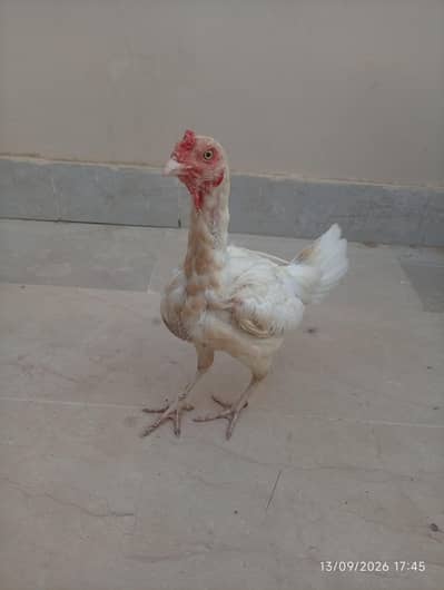 Aseel heera female