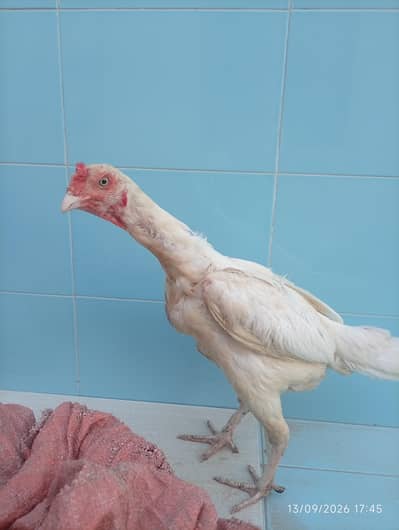 Aseel heera female