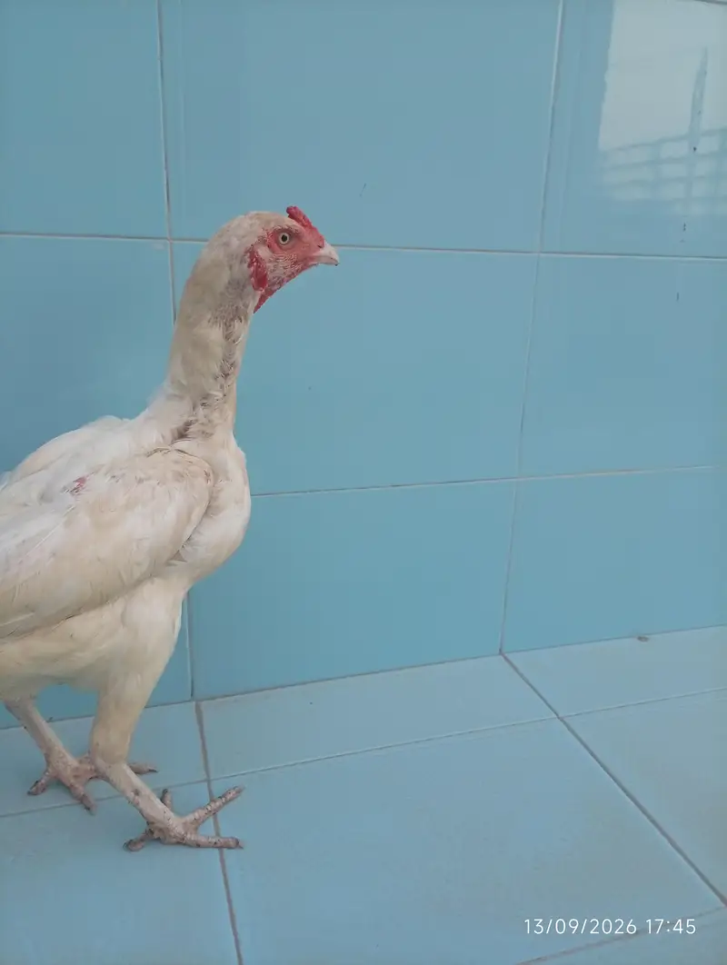 Aseel heera female — photo 3