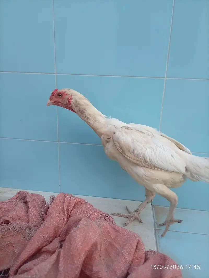 Aseel heera female — photo 4