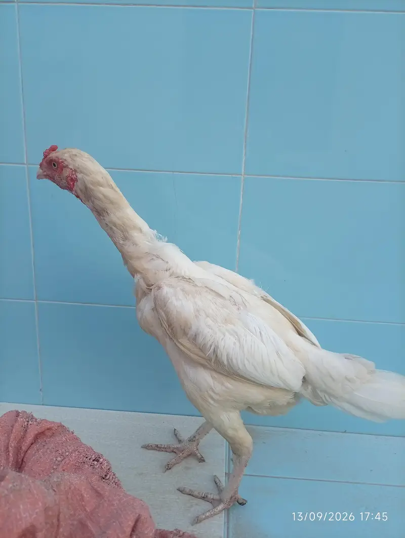 Aseel heera female — photo 5