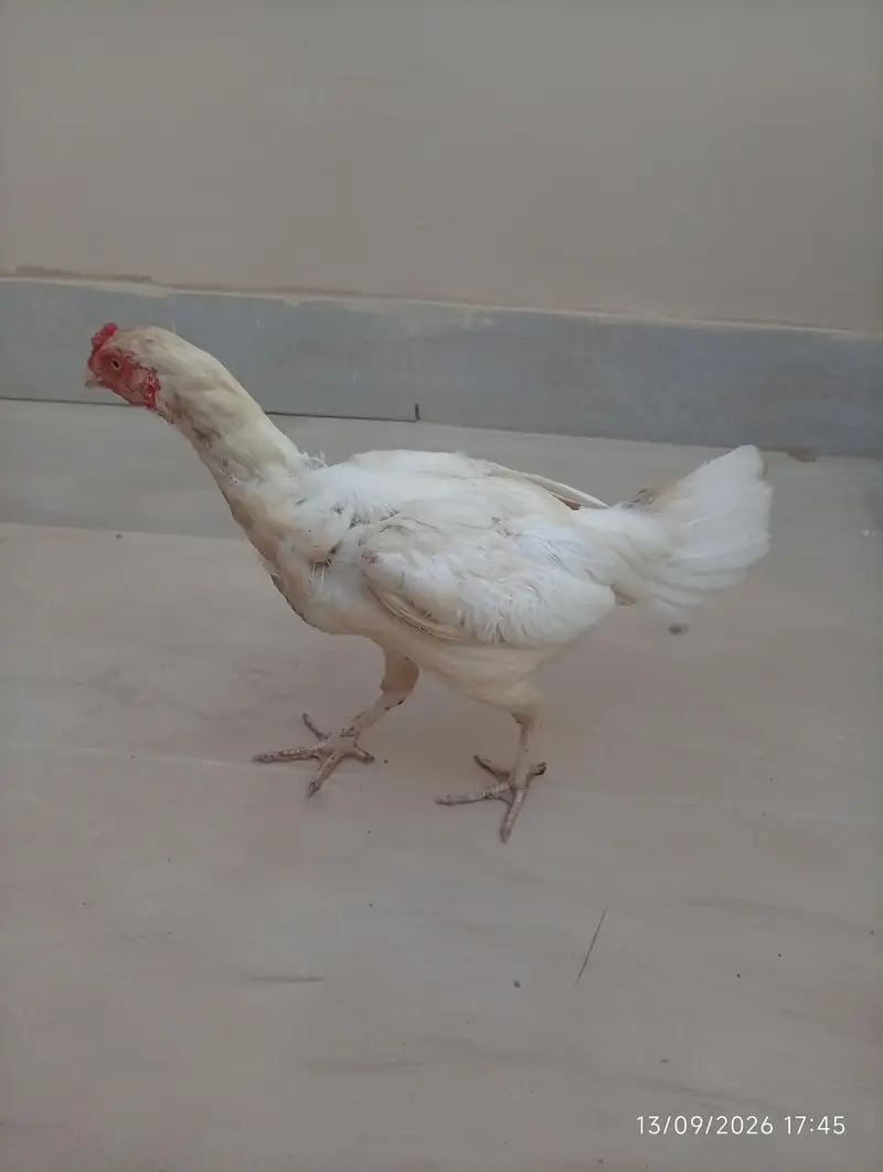 Aseel heera female — photo 6
