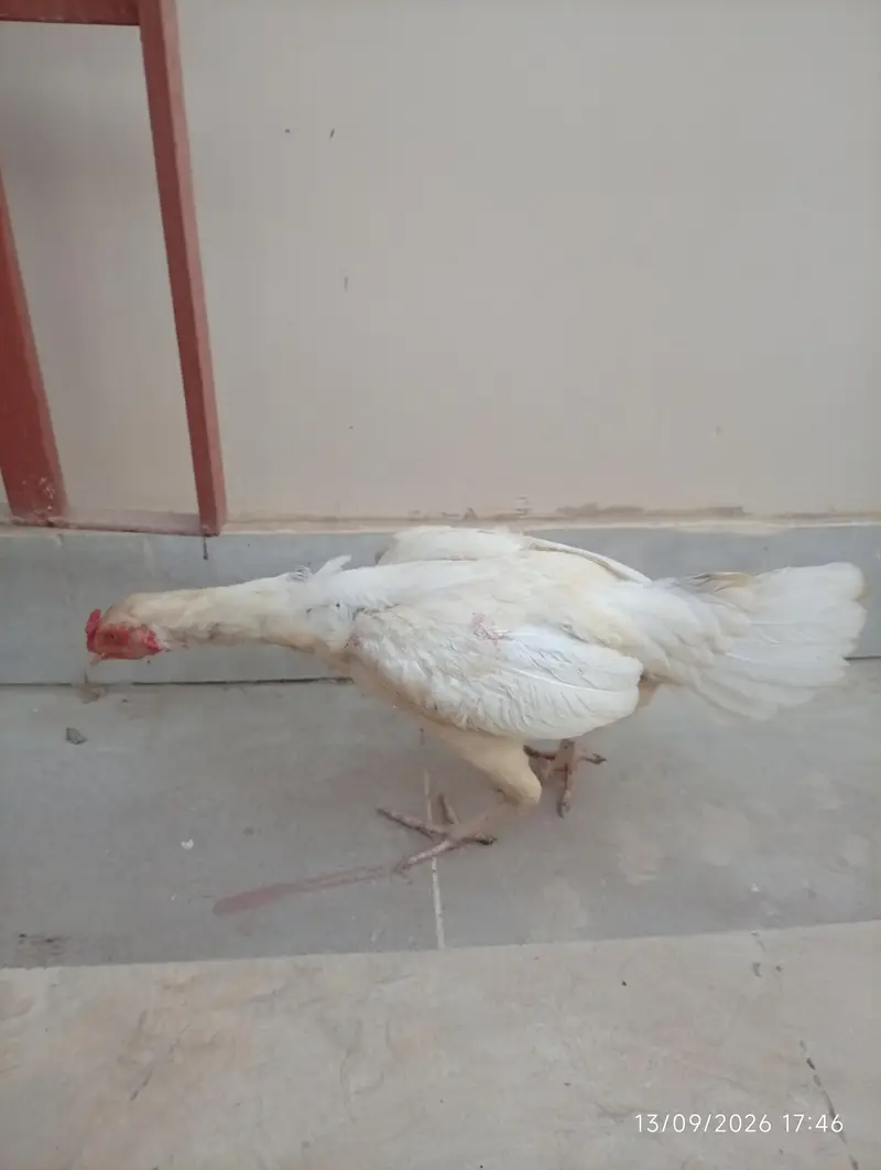 Aseel heera female — photo 7