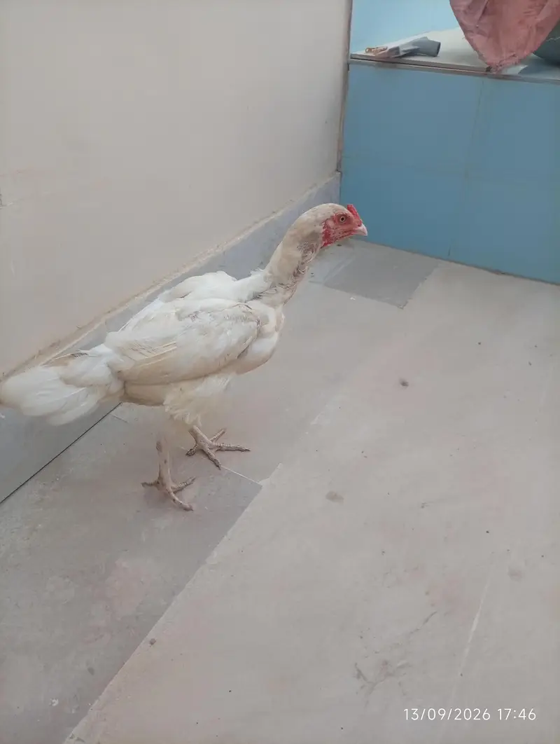 Aseel heera female — photo 8