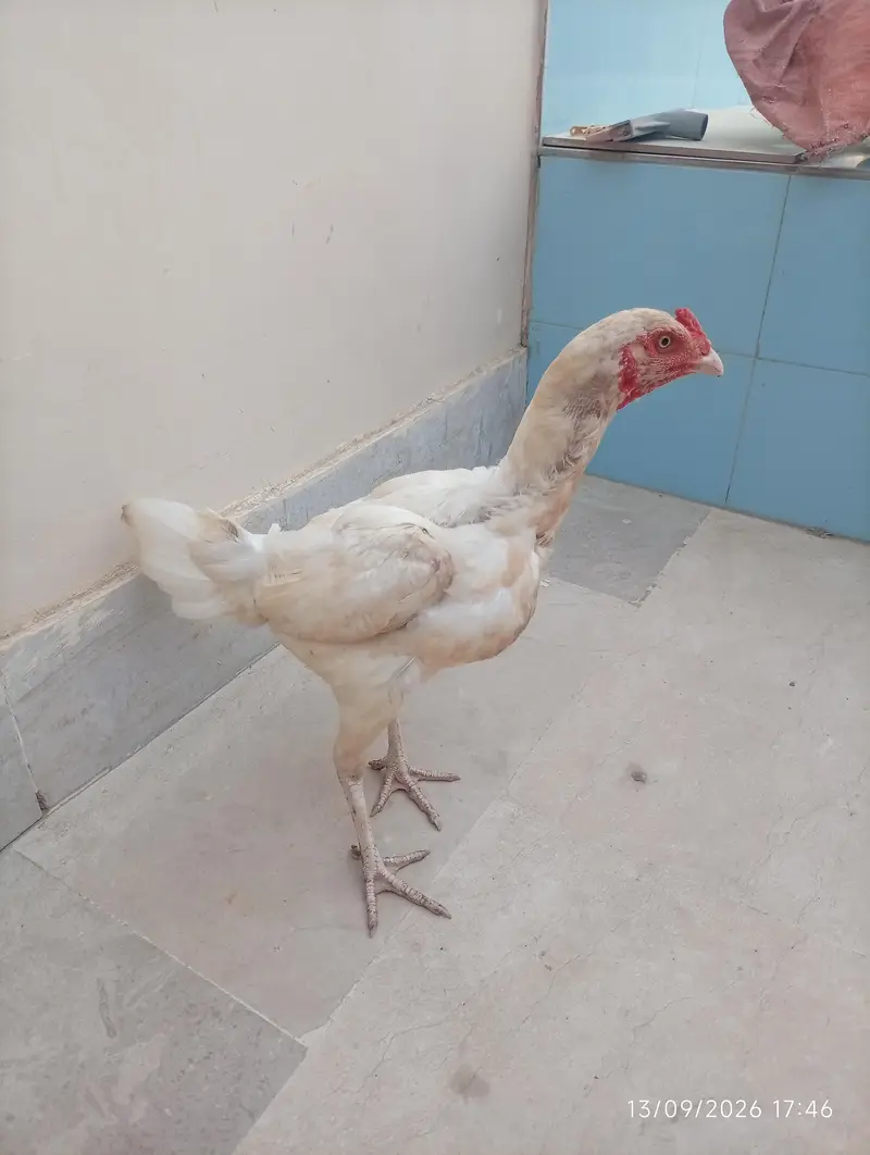 Aseel heera female — photo 9