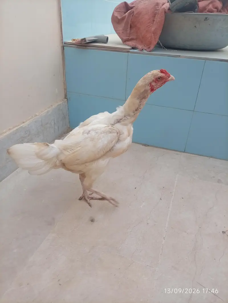 Aseel heera female — photo 10