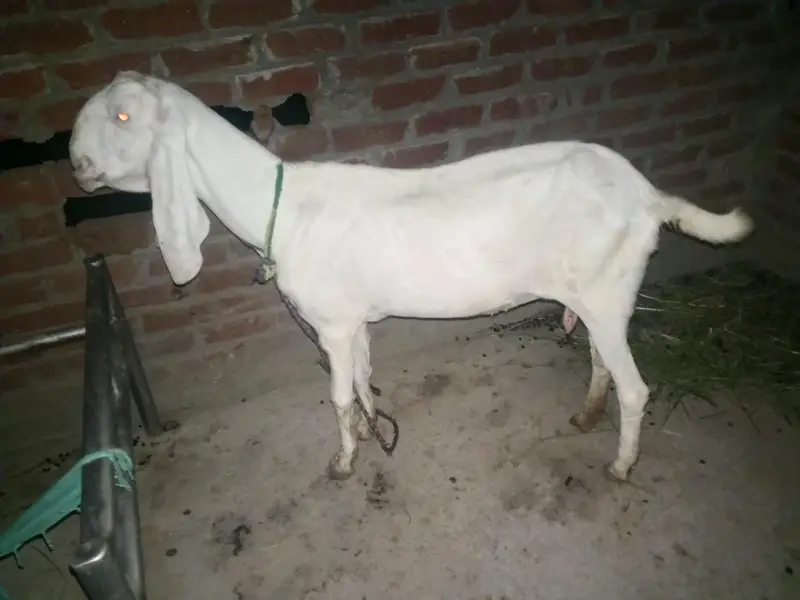 3female ha — photo 2