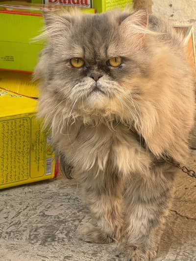 Male cat only for stud