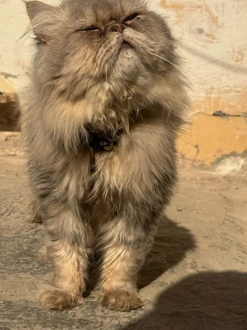 Male cat only for stud — photo 2