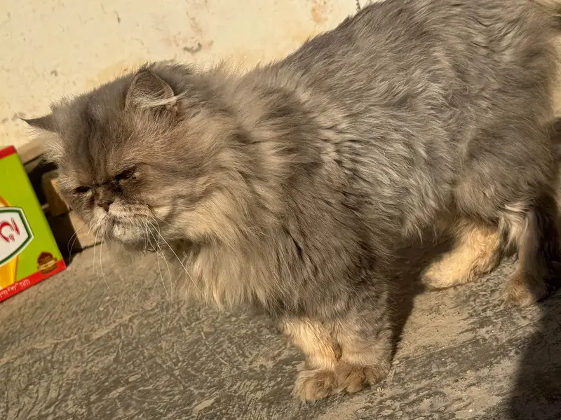 Male cat only for stud — photo 3