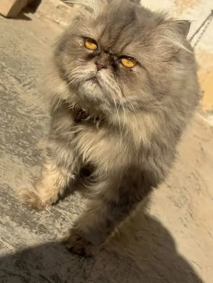 Male cat only for stud — photo 4