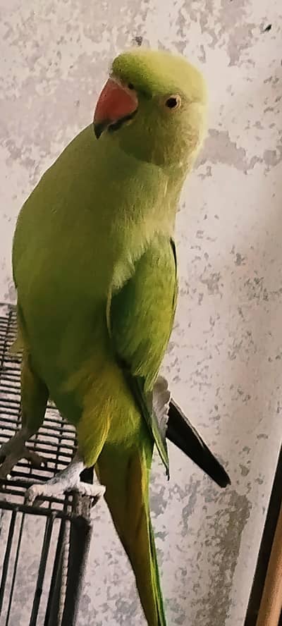 young male green parrot for sale