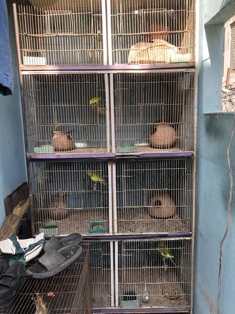 Parrots 1