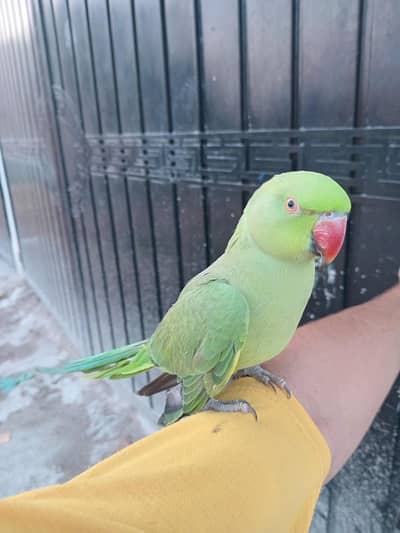 Female Ringneck Parrot