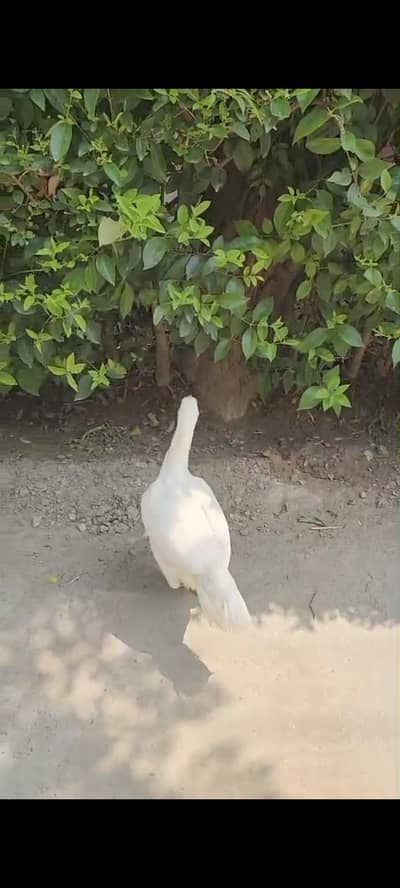 HEERI MADI FOR SALE