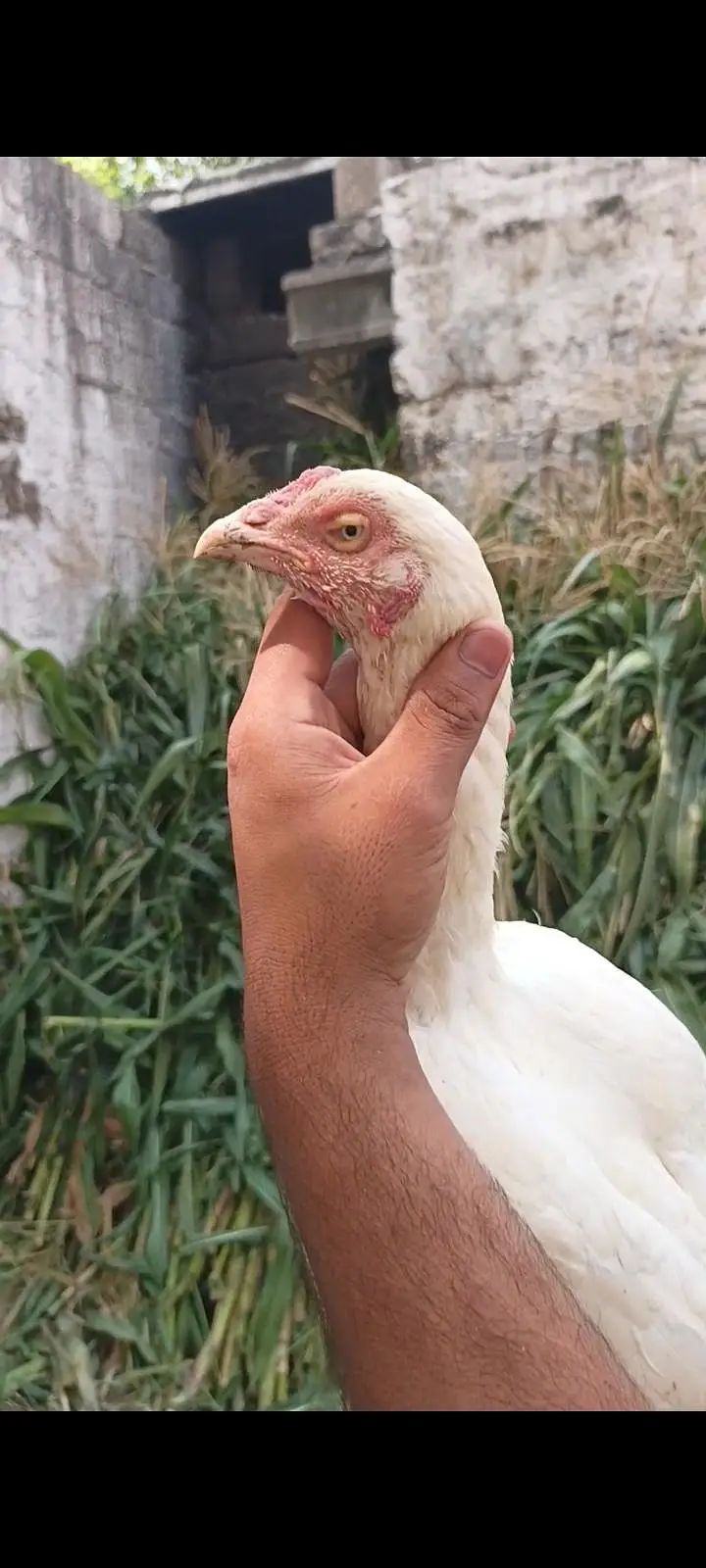 HEERI MADI FOR SALE — photo 4