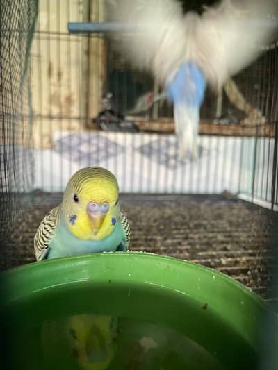 Australian perots