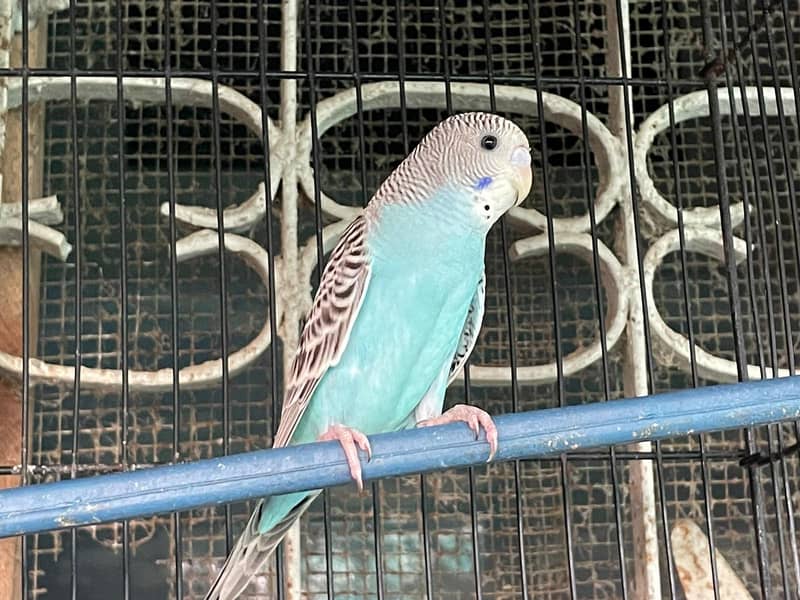 Australian perots 4