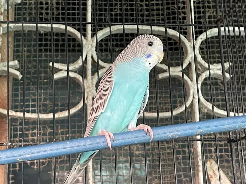 Australian perots — photo 5