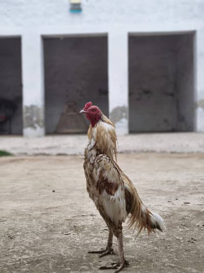 Aseel hens