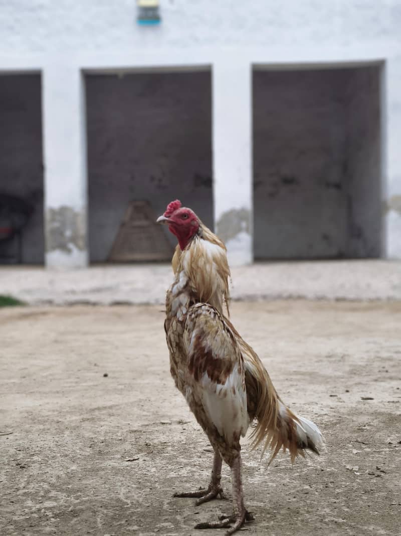 Aseel hens 0