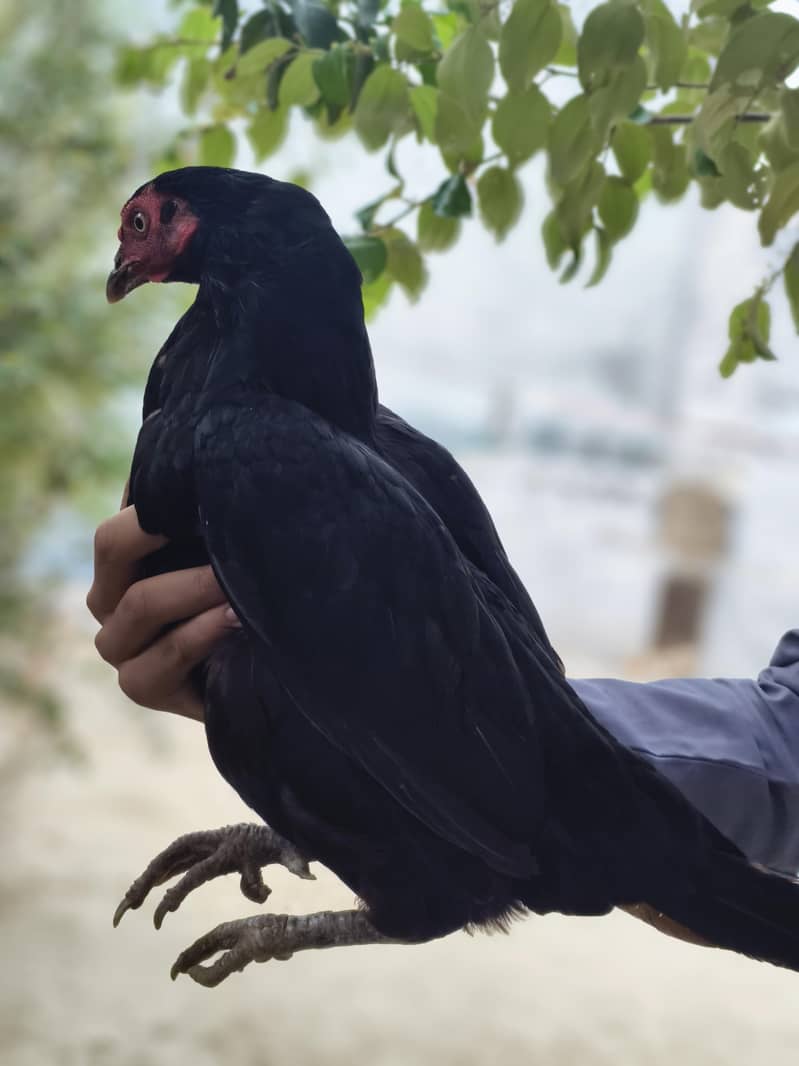 Aseel hens 1