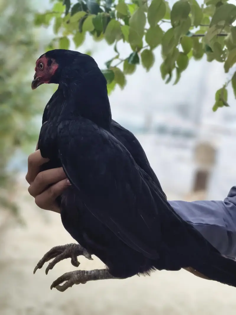 Aseel hens — photo 2