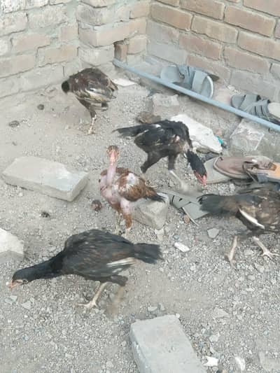 beautiful chicks for sale