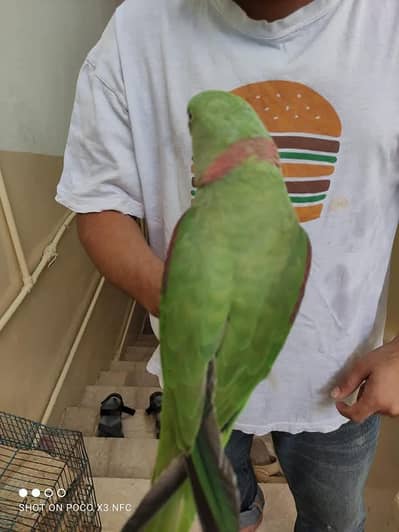 raw parrot male