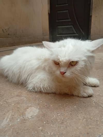 Persian cat white 5 coat