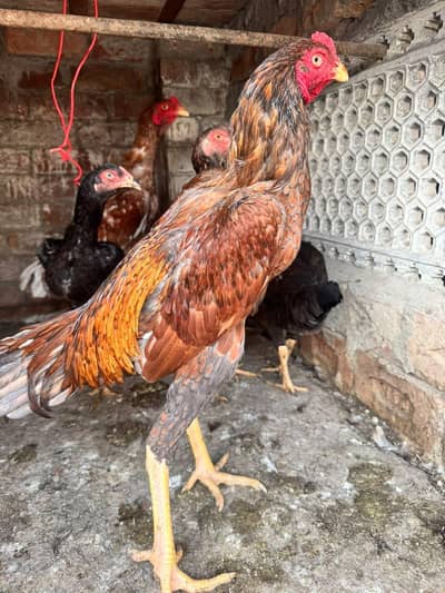 Shamo × Aseel Crossbred Chick