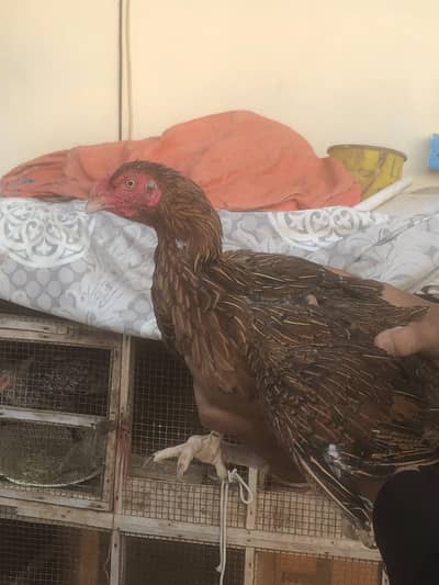 Aseel Mianwali female for sale