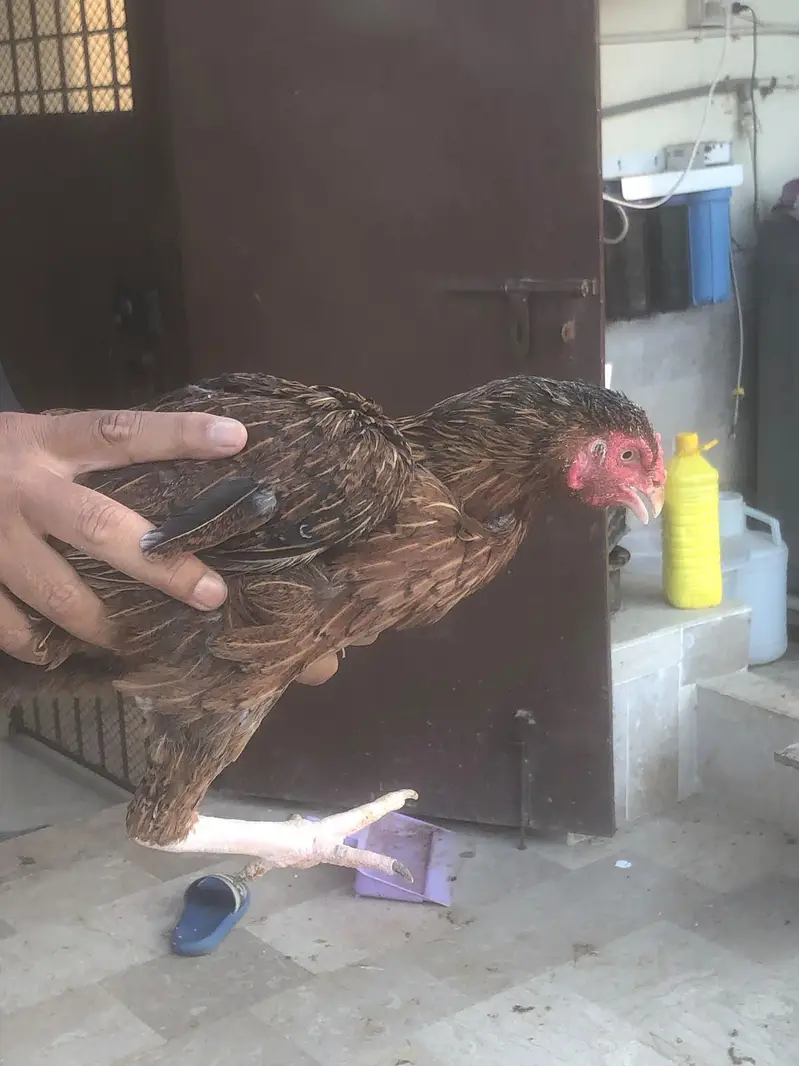 Aseel Mianwali female for sale — photo 2