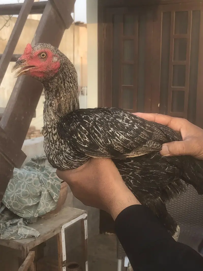 Aseel Mianwali female for sale — photo 3