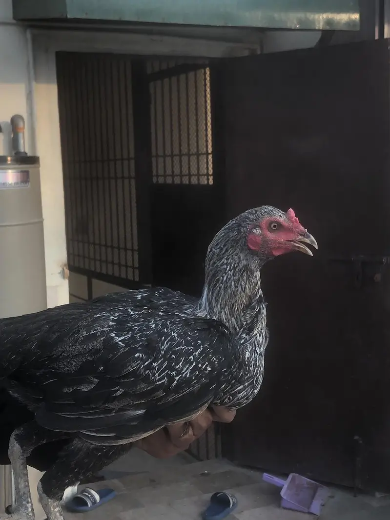 Aseel Mianwali female for sale — photo 4
