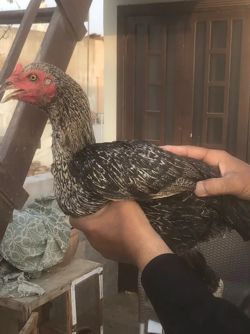 Aseel Mianwali female for sale — photo 5