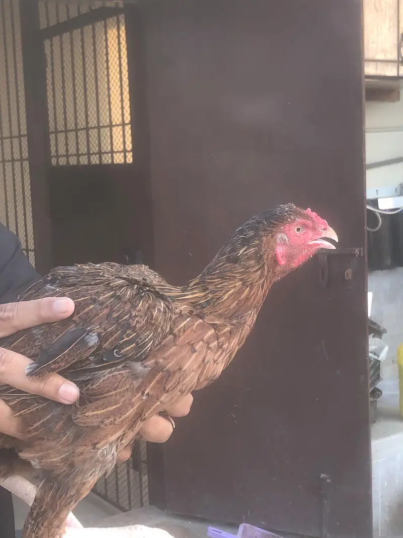 Aseel Mianwali female for sale — photo 6